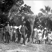 Elephant ride at Adelaide Zoo